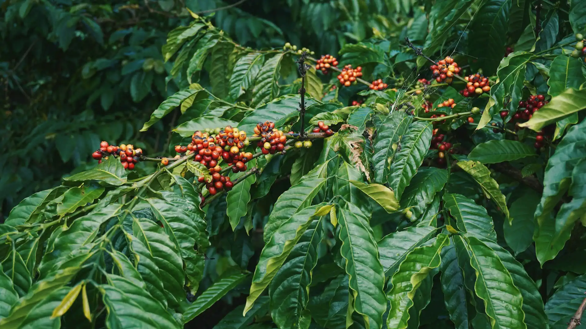 Single Origin na co dzień – czy kawa z jednej plantacji zawsze musi oznaczać wysoką kwasowość?